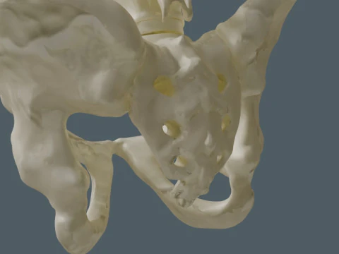 Highly Detailed Human Rib Cage Spine And Pelvis Anatomy For Medical And Educational Use 3D Model