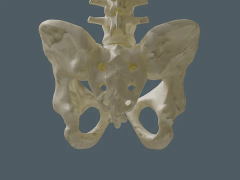 Highly Detailed Human Rib Cage Spine And Pelvis Anatomy For Medical And Educational Use 3D Model