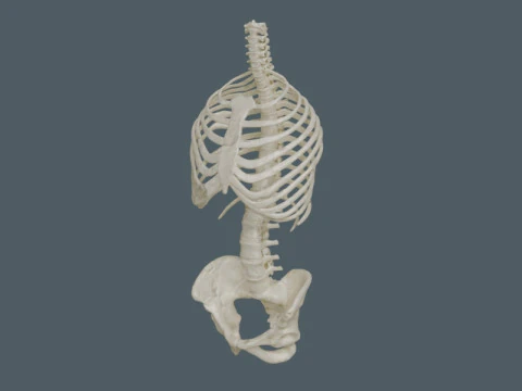 Highly Detailed Human Rib Cage Spine And Pelvis Anatomy For Medical And Educational Use 3D Model
