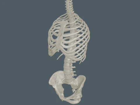 Highly Detailed Human Rib Cage Spine And Pelvis Anatomy For Medical And Educational Use 3D Model