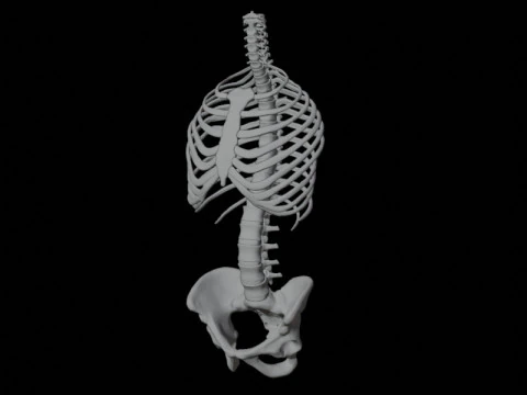 Highly Detailed Human Rib Cage Spine And Pelvis Anatomy For Medical And Educational Use 3D Model