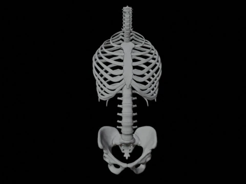 Highly Detailed Human Rib Cage Spine And Pelvis Anatomy For Medical And Educational Use 3D Model
