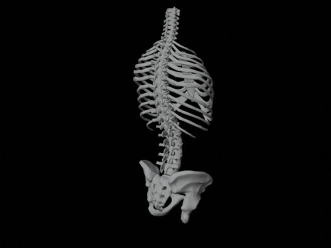 Highly Detailed Human Rib Cage Spine And Pelvis Anatomy For Medical And Educational Use 3D Model