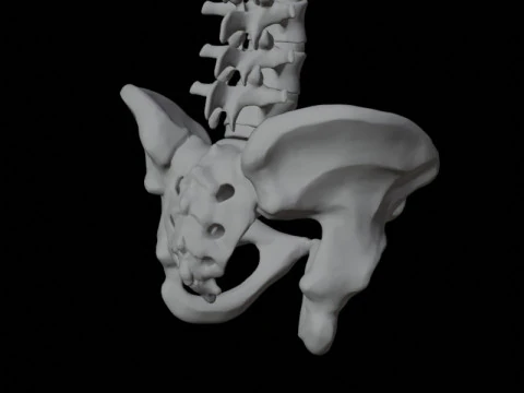 Highly Detailed Human Rib Cage Spine And Pelvis Anatomy For Medical And Educational Use 3D Model