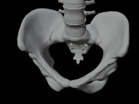 Highly Detailed Human Rib Cage Spine And Pelvis Anatomy For Medical And Educational Use 3D Model