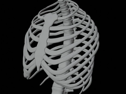 Highly Detailed Human Rib Cage Spine And Pelvis Anatomy For Medical And Educational Use 3D Model