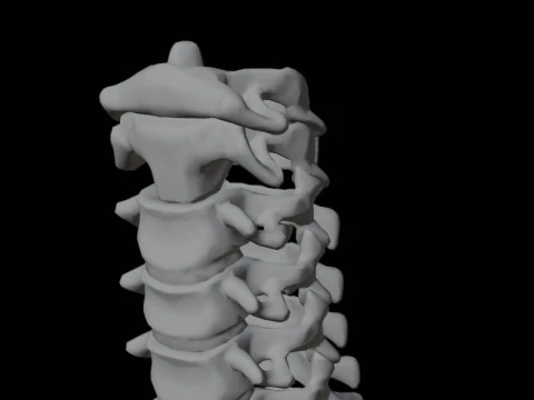 Highly Detailed Human Rib Cage Spine And Pelvis Anatomy For Medical And Educational Use 3D Model