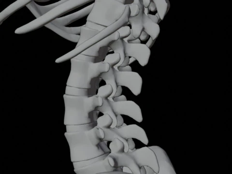 Highly Detailed Human Rib Cage Spine And Pelvis Anatomy For Medical And Educational Use 3D Model