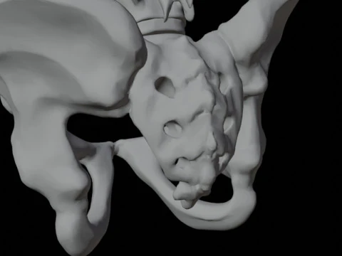 Highly Detailed Human Rib Cage Spine And Pelvis Anatomy For Medical And Educational Use 3D Model