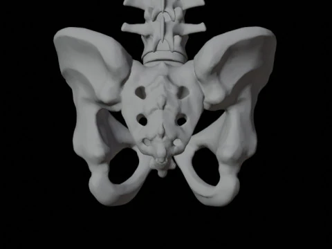 Highly Detailed Human Rib Cage Spine And Pelvis Anatomy For Medical And Educational Use 3D Model