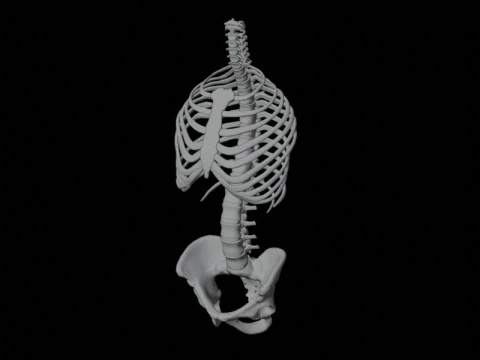 Highly Detailed Human Rib Cage Spine And Pelvis Anatomy For Medical And Educational Use 3D Model
