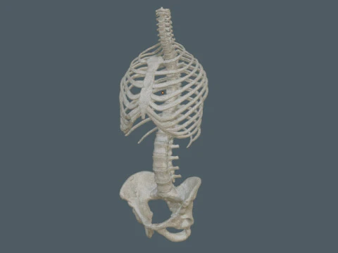 Highly Detailed Human Rib Cage Spine And Pelvis Anatomy For Medical And Educational Use 3D Model
