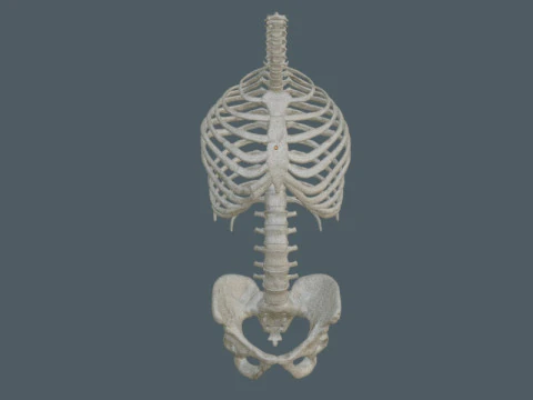 Highly Detailed Human Rib Cage Spine And Pelvis Anatomy For Medical And Educational Use 3D Model