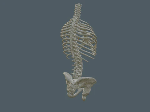 Highly Detailed Human Rib Cage Spine And Pelvis Anatomy For Medical And Educational Use 3D Model