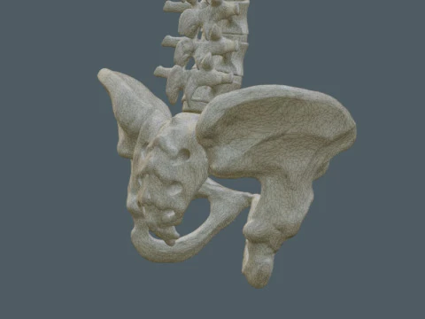 Highly Detailed Human Rib Cage Spine And Pelvis Anatomy For Medical And Educational Use 3D Model