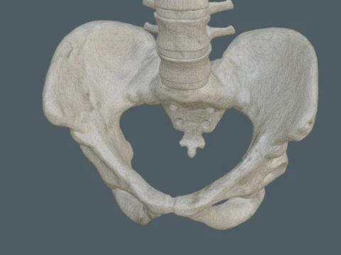 Highly Detailed Human Rib Cage Spine And Pelvis Anatomy For Medical And Educational Use 3D Model