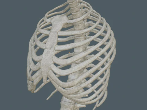Highly Detailed Human Rib Cage Spine And Pelvis Anatomy For Medical And Educational Use 3D Model