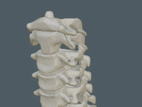Highly Detailed Human Rib Cage Spine And Pelvis Anatomy For Medical And Educational Use 3D Model