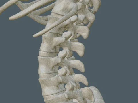 Highly Detailed Human Rib Cage Spine And Pelvis Anatomy For Medical And Educational Use 3D Model