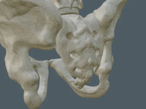Highly Detailed Human Rib Cage Spine And Pelvis Anatomy For Medical And Educational Use 3D Model