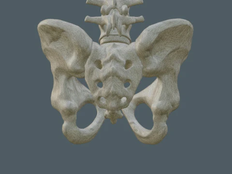 Highly Detailed Human Rib Cage Spine And Pelvis Anatomy For Medical And Educational Use 3D Model