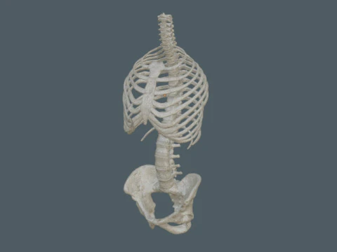 Highly Detailed Human Rib Cage Spine And Pelvis Anatomy For Medical And Educational Use 3D Model