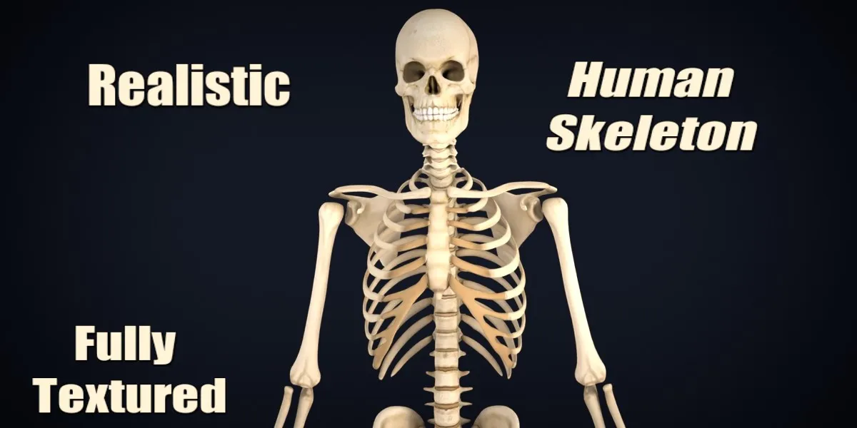 Realistic Human Skeleton Anatomy with Separated Parts 3D Printable Model 3D Model .c4d .max .obj .3ds .fbx .stl .blend 