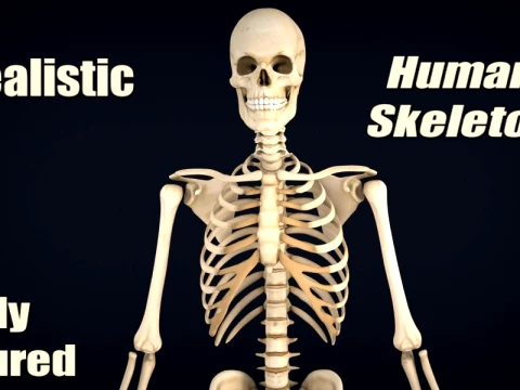 Realistic Human Skeleton Anatomy with Separated Parts 3D Printable Model 3D Model