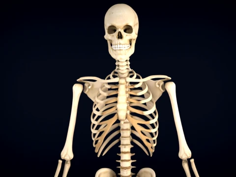 Realistic Human Skeleton Anatomy with Separated Parts 3D Printable Model 3D Model