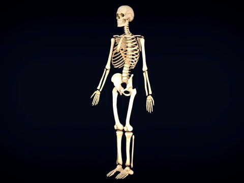 Realistic Human Skeleton Anatomy with Separated Parts 3D Printable Model 3D Model