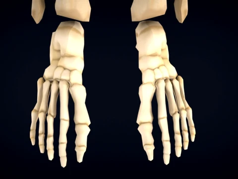 Realistic Human Skeleton Anatomy with Separated Parts 3D Printable Model 3D Model