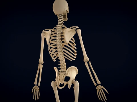 Realistic Human Skeleton Anatomy with Separated Parts 3D Printable Model 3D Model
