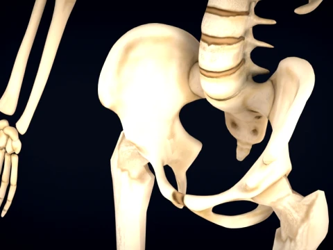 Realistic Human Skeleton Anatomy with Separated Parts 3D Printable Model 3D Model