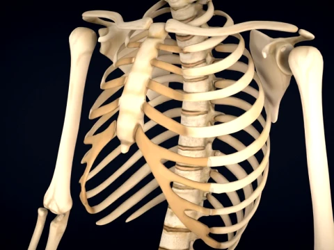 Realistic Human Skeleton Anatomy with Separated Parts 3D Printable Model 3D Model