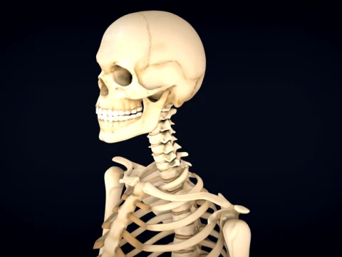 Realistic Human Skeleton Anatomy with Separated Parts 3D Printable Model 3D Model