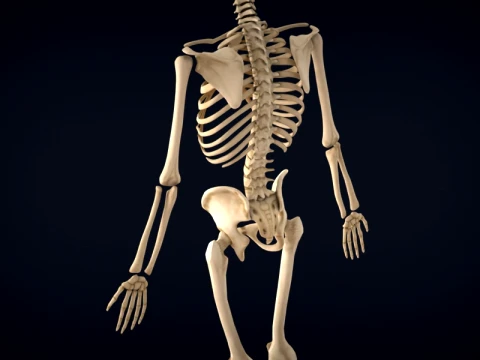 Realistic Human Skeleton Anatomy with Separated Parts 3D Printable Model 3D Model