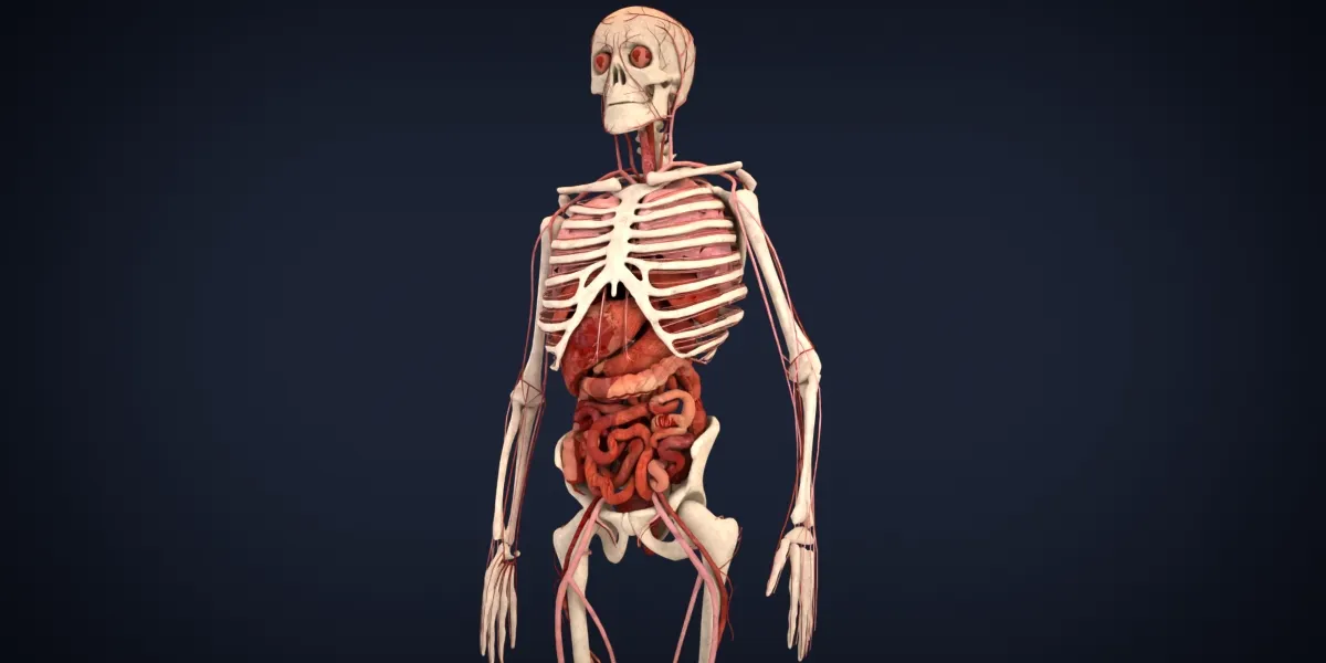 Realistic Human Anatomy 3D Model .c4d .max .obj .3ds .fbx .stl .blend 