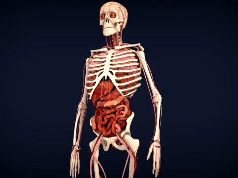 Realistic Human Anatomy 3D Model