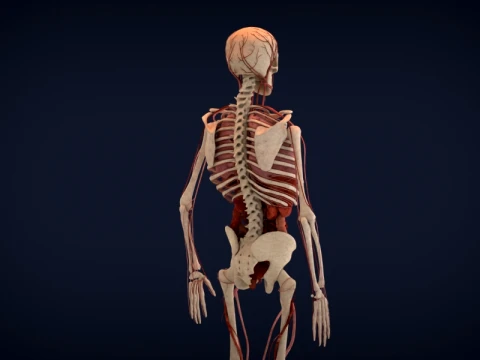 Realistic Human Anatomy 3D Model