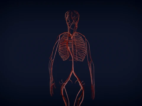 Realistic Human Anatomy 3D Model