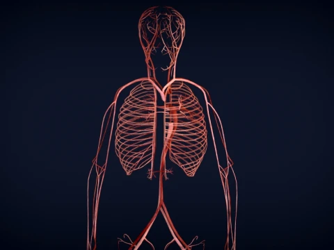 Realistic Human Anatomy 3D Model