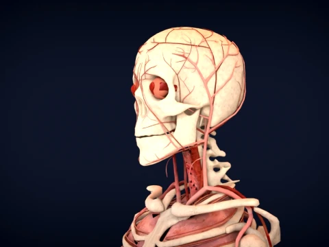 Realistic Human Anatomy 3D Model