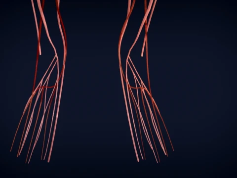Realistic Human Anatomy 3D Model
