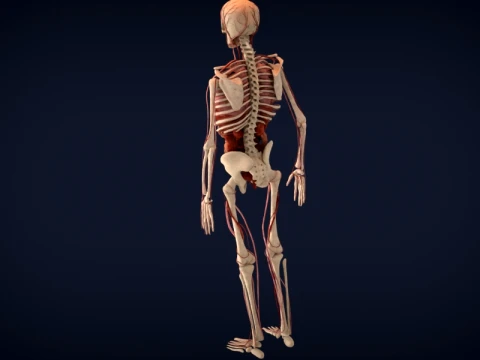 Realistic Human Anatomy 3D Model