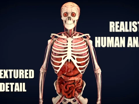 Realistic Human Anatomy 3D Model