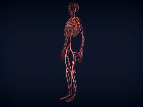 Realistic Human Anatomy 3D Model