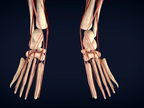 Realistic Human Anatomy 3D Model