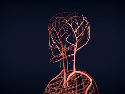 Realistic Human Anatomy 3D Model