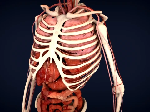 Realistic Human Anatomy 3D Model