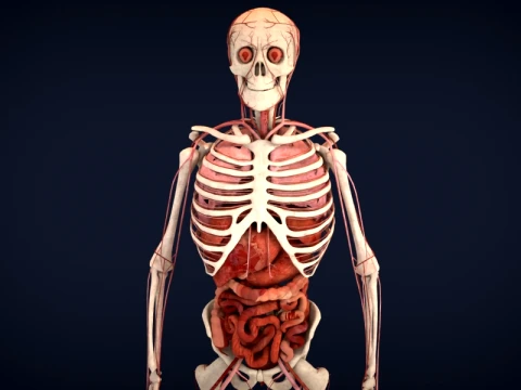 Realistic Human Anatomy 3D Model